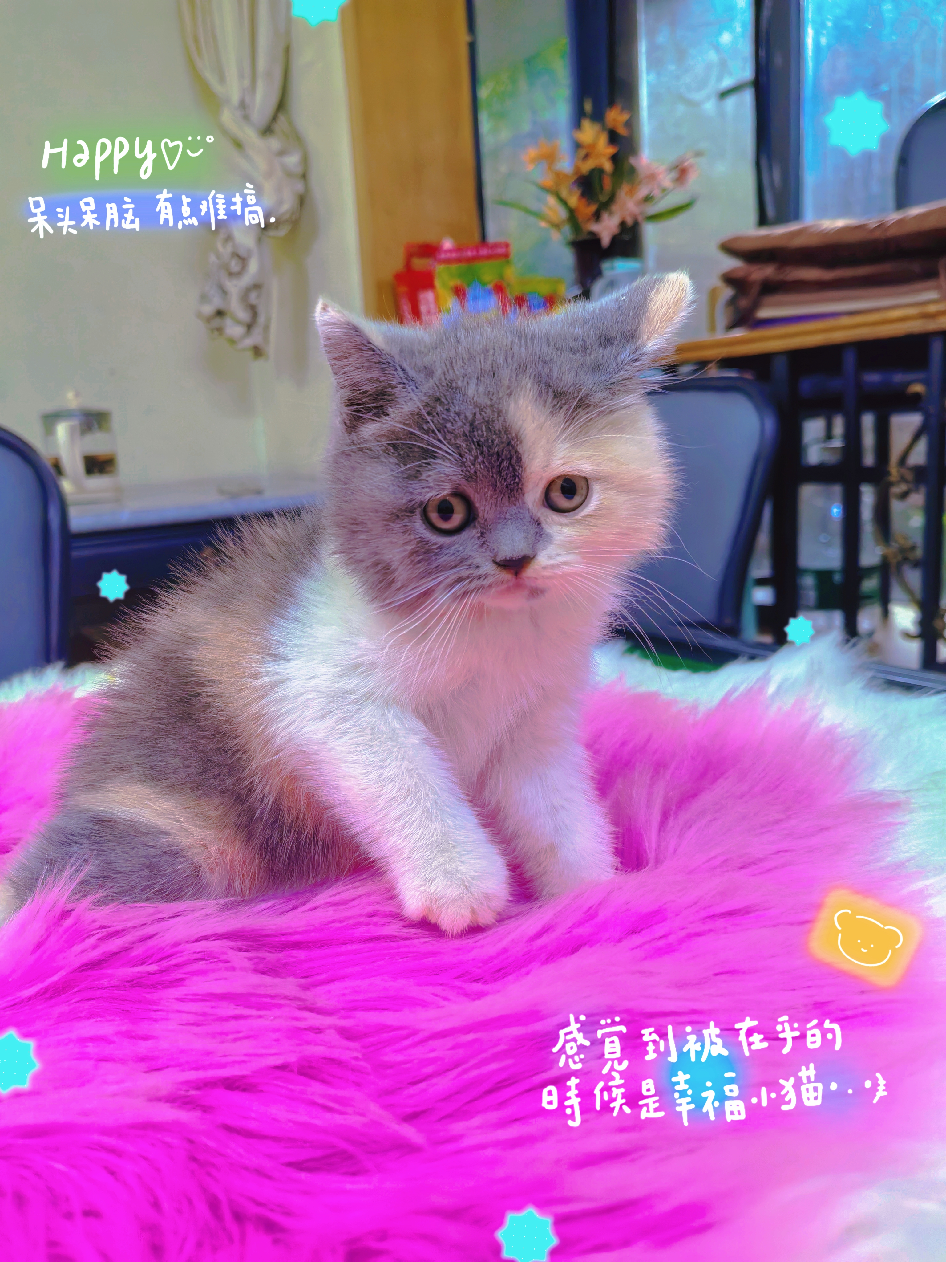 英国短毛猫